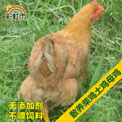 全国发货满额包邮 彩虹雨  千亩山林散养 柴鸡土鸡草鸡母鸡 不喂饲料 商品图0