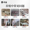 华畜布并统至猪牛羊布氏杆菌布用布并流产消瘦掉毛孕畜可用兽用 商品缩略图3