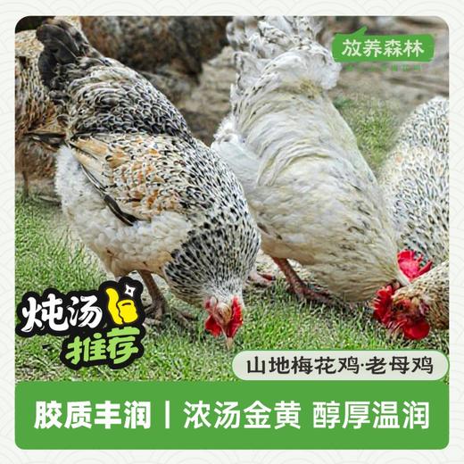 放养森林山地梅花鸡老母鸡 商品图1
