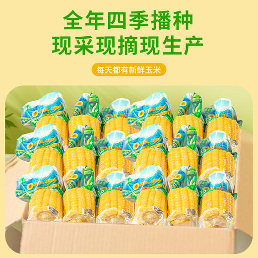 云南水果甜玉米段新鲜真空包装开袋即食玉米代餐学生代餐玉米早餐 商品图4