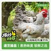 放养森林山地梅花鸡童子鸡 商品缩略图1