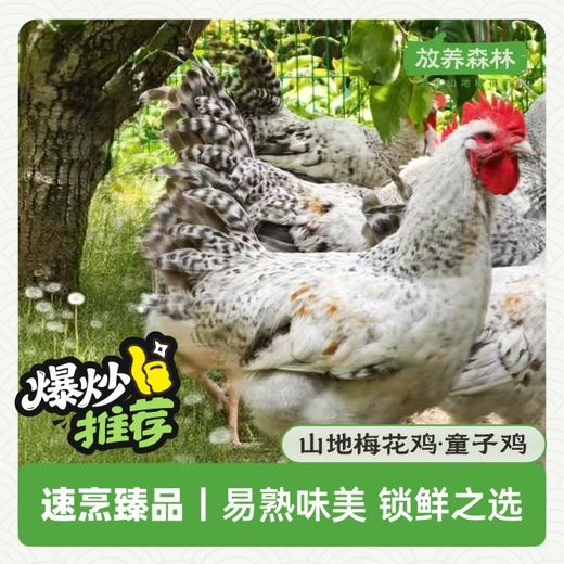 放养森林山地梅花鸡童子鸡 商品图1
