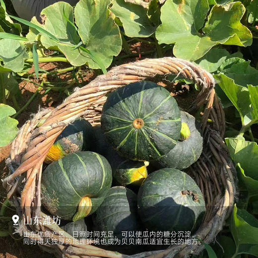 【平价版贝贝南瓜（非惠和）】粉糯 富含膳食纤维 早餐/点心/煮蔬菜汤健康粗粮～ 商品图5