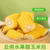 云南水果甜玉米段新鲜真空包装开袋即食玉米代餐学生代餐玉米早餐 商品缩略图1