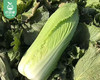 【叼鲜蔬】云南新鲜龙牙白菜/1份（约600g） 商品缩略图3