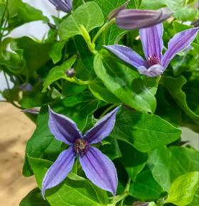 配花 | 铁线莲豆蔻