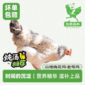 放养森林山地梅花鸡老母鸡