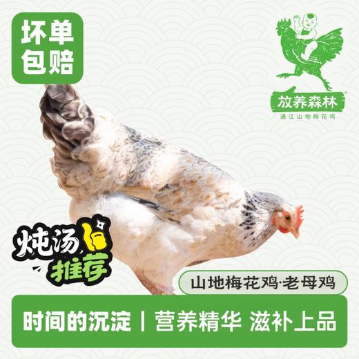 放养森林山地梅花鸡老母鸡 商品图0