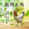 全国发货满额包邮 彩虹雨  千亩山林散养 柴鸡土鸡草鸡母鸡 不喂饲料 商品缩略图1