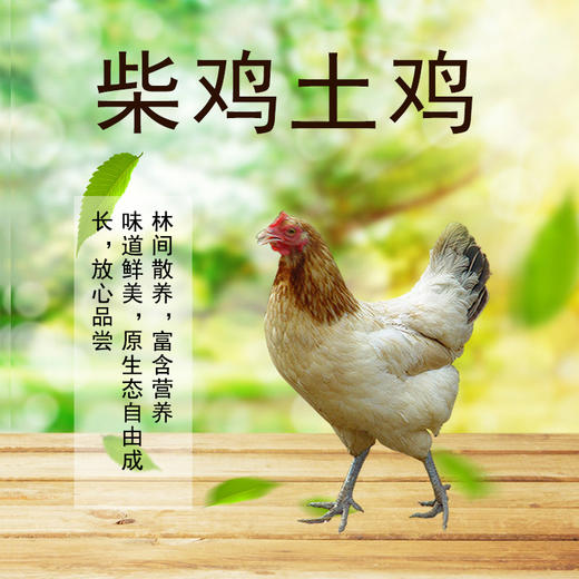 全国发货满额包邮 彩虹雨  千亩山林散养 柴鸡土鸡草鸡母鸡 不喂饲料 商品图1
