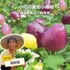 生态小彩椒 | 合作生产*Ecological colorful Pepper |  Coproduction 商品缩略图0