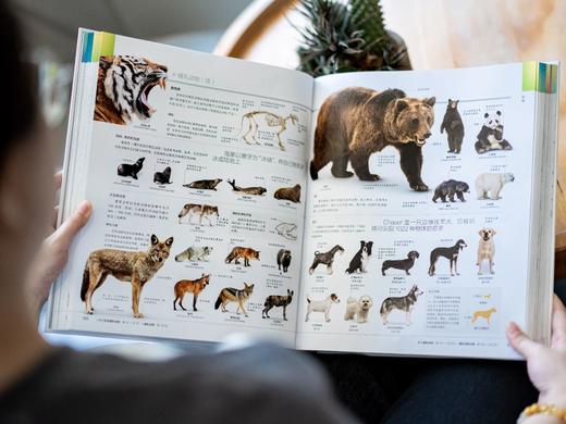 《DK探索大百科》 DK科普典藏神作，领域天花板，任何年龄段的孩子都想读完， 商品图9