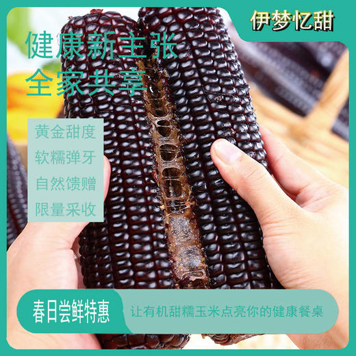 【山西静乐 有机黑糯玉米】有机种植，非转基因，有机认证，古法种植，0添加，不打药，不催熟，真正的有机绿色食品 商品图1