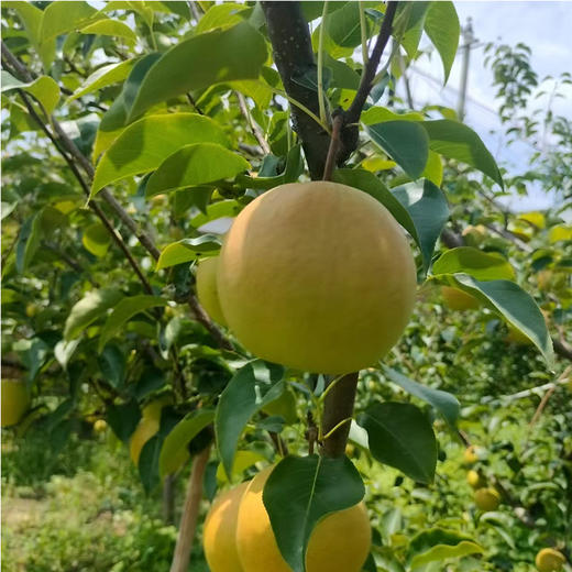 山西丹霞红梨 新鲜水果酥脆无渣皮薄脆甜多汁 商品图4