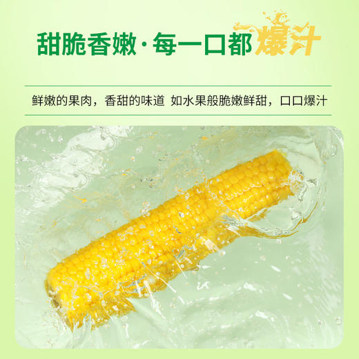 十月稻田 开袋即食 水果玉米/黑糯玉米 商品图4