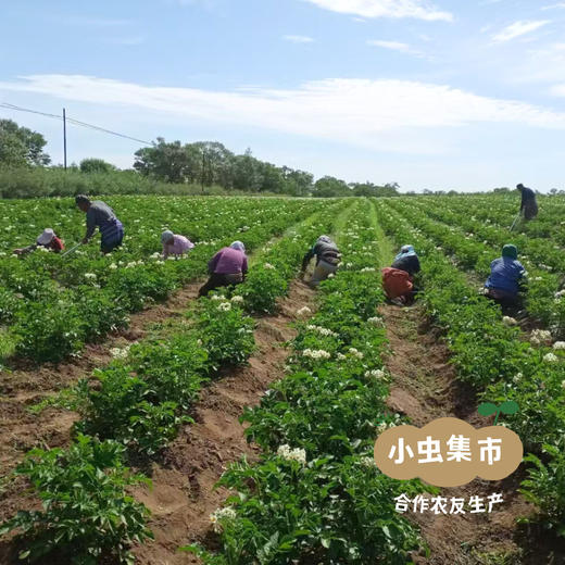 生态土豆粉皮 200g/袋 | 合作农友生产，产自内蒙乌兰察布，生产者：孔振华 ＆【公平贸易农人定价】 商品图12
