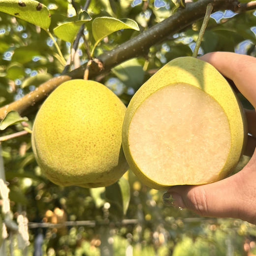 新鲜水果 脆甜可口丹江口土关垭 酥梨  3斤 商品图2