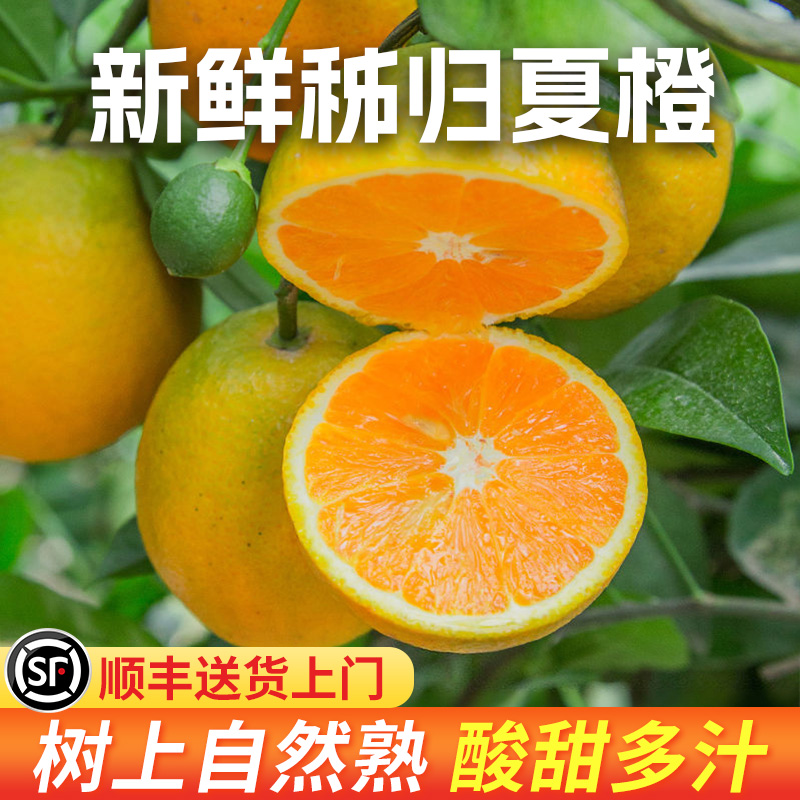 【夏橙“榨汁橙”】顺丰发货 #湖北秭归夏橙 现摘现发 新鲜水果 水份充足