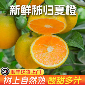 【夏橙“榨汁橙”】顺丰发货 #湖北秭归夏橙 现摘现发 新鲜水果 水份充足