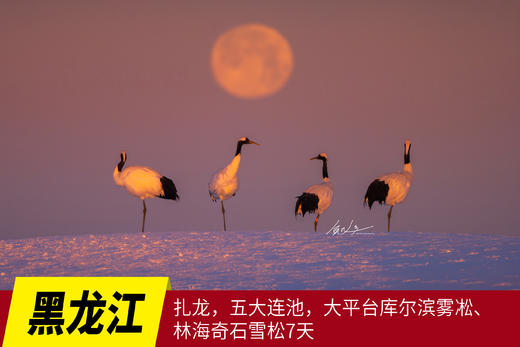 1月12日【颂•雪 黑龙江】扎龙，五大连池，大平台库尔滨雾凇、林海奇石雪松7天 商品图0