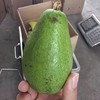 生态牛油果 | 合作生产*Ecological avocado | Partner Production 商品缩略图4