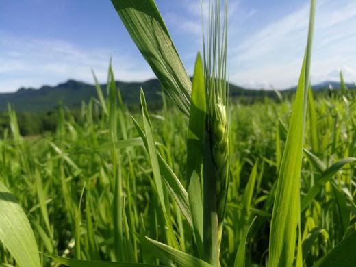 生态冬麦仁米 | 330天生长周期|食药同源 | 合作生产 商品图1