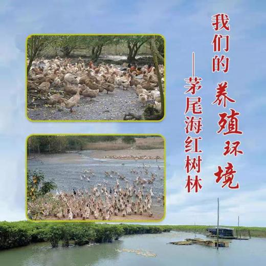 【红树林的馈赠】油润沙软 满口鲜香 | 广西特产 烤海鸭蛋/咸蛋 无额外添加 佐餐调味咸蛋 独立包装 60g/70g 20枚/箱 家庭装/礼盒装 商品图2