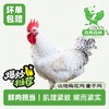 放养森林山地梅花鸡童子鸡 商品缩略图0
