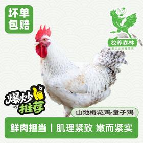 放养森林山地梅花鸡童子鸡