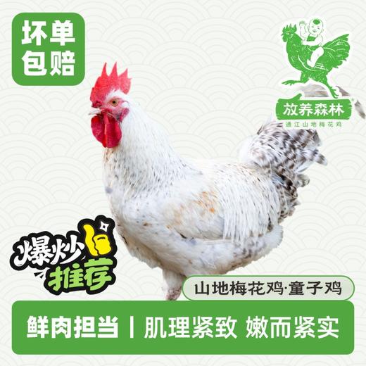 放养森林山地梅花鸡童子鸡 商品图0