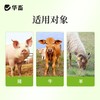 华畜布并统至猪牛羊布氏杆菌布用布并流产消瘦掉毛孕畜可用兽用 商品缩略图5