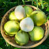 新鲜水果 脆甜可口丹江口土关垭 酥梨  3斤 商品缩略图0
