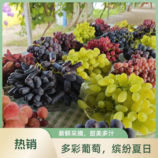 金粟葡萄（有机认证） 商品图2