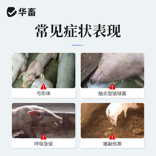 华畜磺胺嘧啶钠注射液10ml*10支 弓形体 脑炎形链球菌 呼吸急促 猪副伤寒 畜用 商品图1