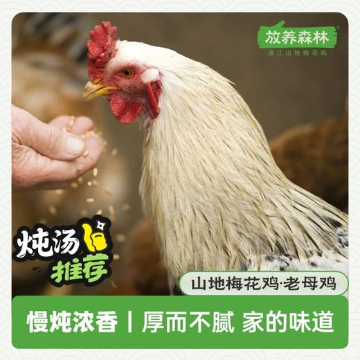 放养森林山地梅花鸡老母鸡 商品图2