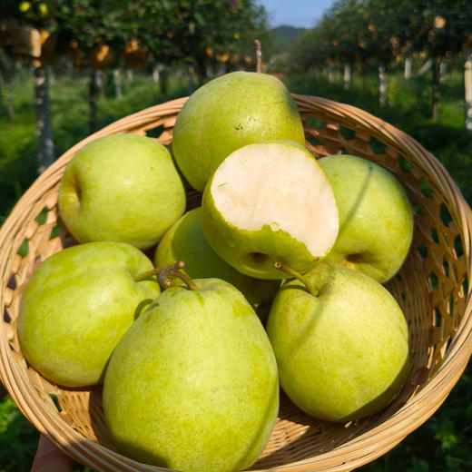 新鲜水果 脆甜可口丹江口土关垭 酥梨  3斤 商品图1