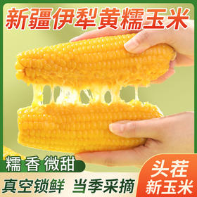 疆域庭州新疆伊犁黄糯玉米 冰川雪水灌溉  自然香