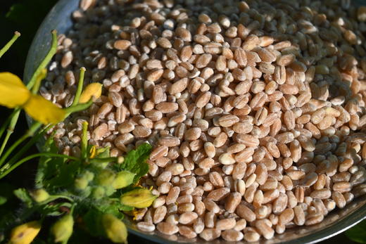 生态冬麦仁米 | 330天生长周期|食药同源 | 合作生产 商品图0