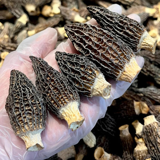 羊肚菌干 | 厨房团队实地溯源 肉质肥厚 干净无杂质 颗颗人工严选 炖汤鲜香味独特 口感爽脆营养高 商品图1