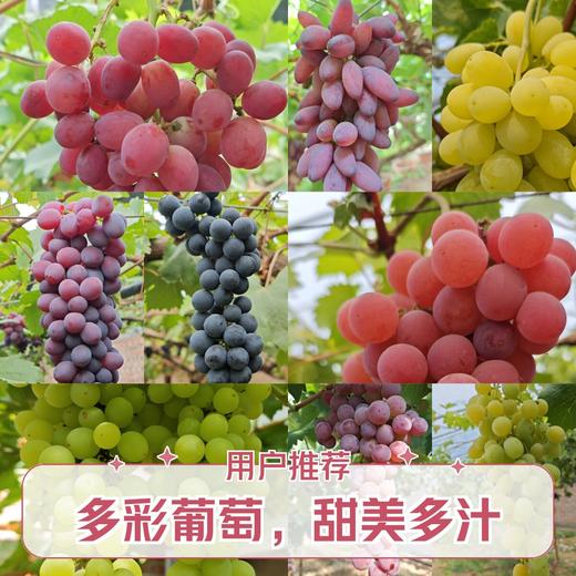 金粟葡萄（有机认证） 商品图3