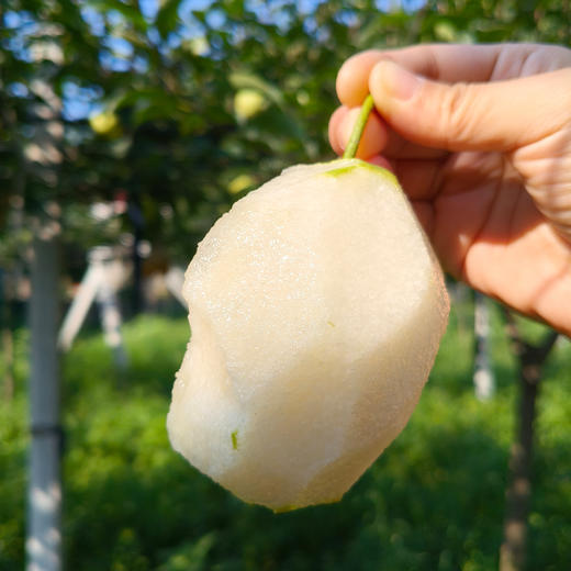 新鲜水果 脆甜可口丹江口土关垭 酥梨  3斤 商品图3