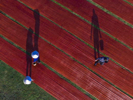 【航拍肇庆】8月18-19日 两天： 航拍七星岩、披云楼、宋城墙、天湖鹭鸟、晒香云纱，揽尽肇庆自然与人文 商品图1