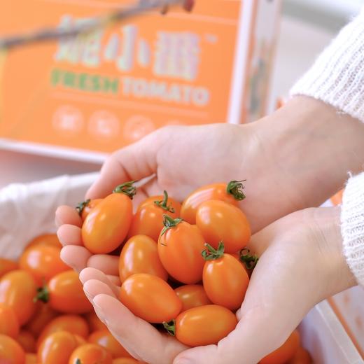 [屁侠推荐]多彩小番茄 蜜橙小番茄 突破技术 皮薄肉脆 清爽带有淡淡的芒果香  好吃也不怕胖  商品图1