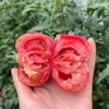 攀枝花米易高山口感番茄（西红柿）【顺丰发货】 商品缩略图1