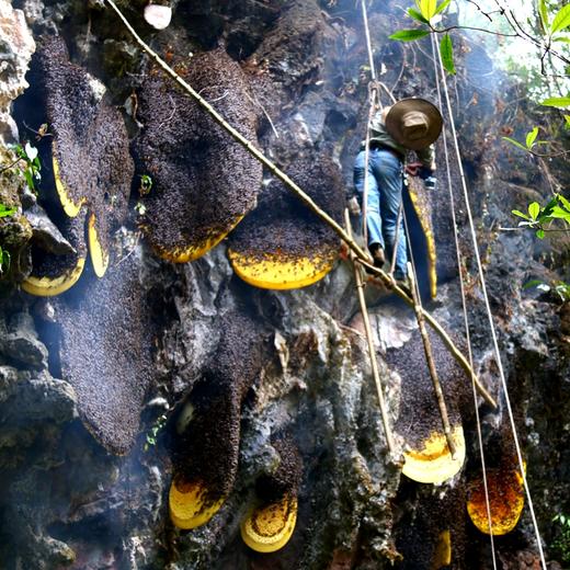 云南景东土蜂百花蜜石崖子岩蜜食用农产品山林野生蜂蜜天然健康香甜营养 商品图6