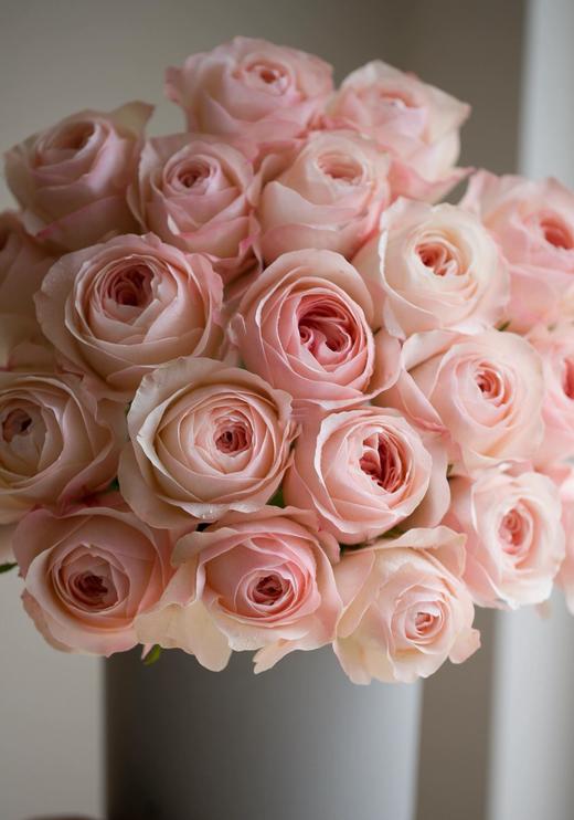 凯瑟琳玫瑰【 爱情只属于足够勇敢和真诚的人】简小姐精选稀有简奥斯汀 凯瑟琳玫瑰 基地直发 2件顺丰空运包邮 商品图2