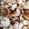 云南景东小香菌鲜香美味煲汤炖鸡提鲜增香农家精选 商品缩略图1