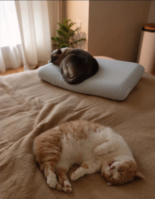 亚duo记忆枕（锁 商品图3