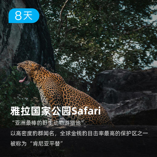 锡兰明珠丨斯里兰卡经典环线  徒步游猎追鲸 赏热带岛屿的落日熔金【签证免费】 8日 商品图8