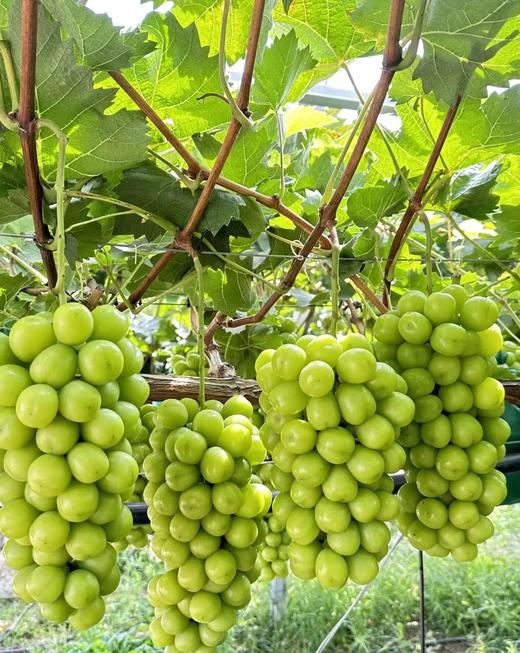 阳光玫瑰葡萄 商品图1